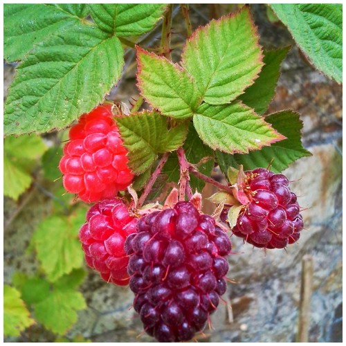 Loganberry rubus - loganberry, ×
