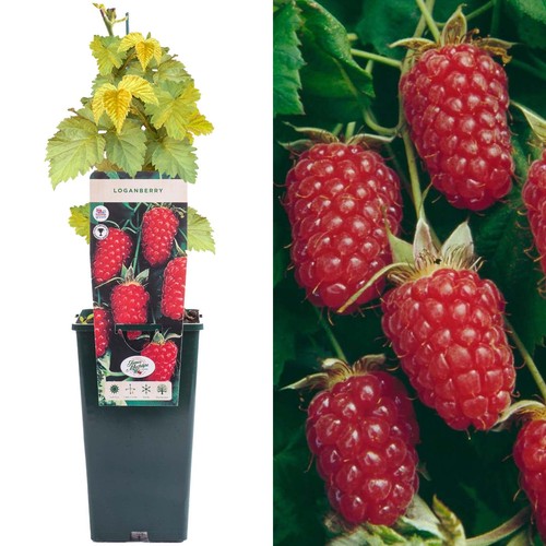 Loganberry rubus hybrid - -,