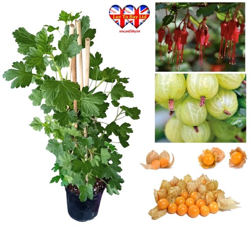 Fruit bush - fruit,
