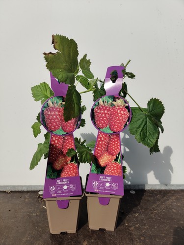 Soft fruit loganberry - 2x,