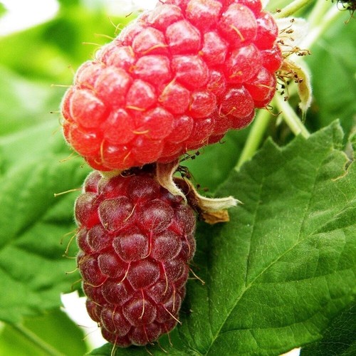 Loganberry thornfree fruit - thornfree,