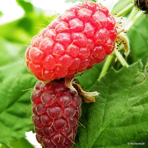 Loganberry nationwide delivery - nationwide,
