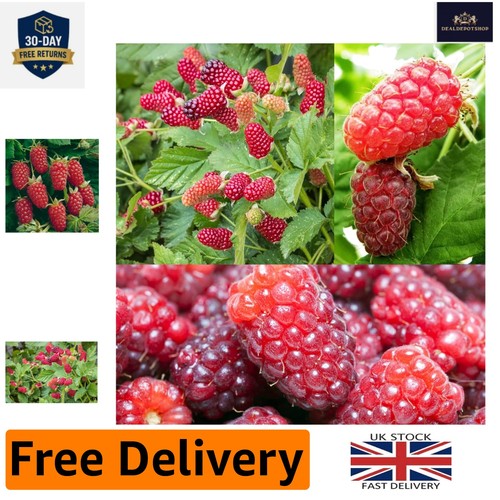 Self pollinating loganberry - self-pollinating,
