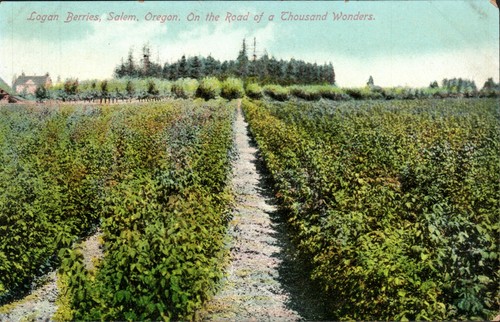 Logan berries salem oregon - logan,