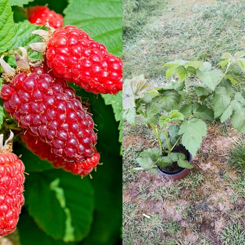 Loganberry plant rubus - loganberry,