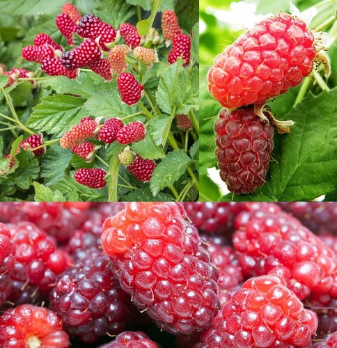 Self pollinating loganberry - self-pollinating,