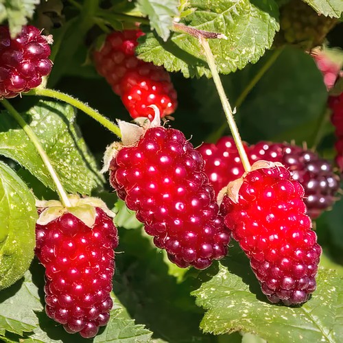 Loganberry thornless rhs award - thornless,