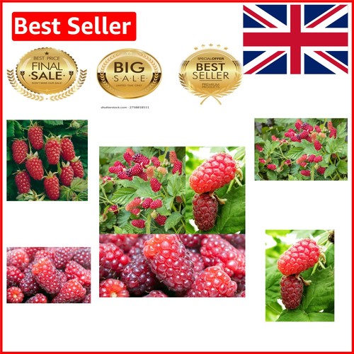 Delicious loganberry plant - loganberry, in