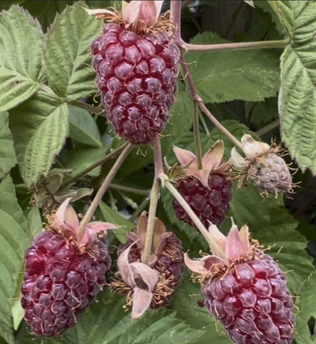 Loganberry 9cm pot - in,