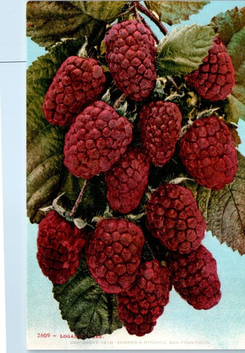 Logan berries c1910s - c1910s,