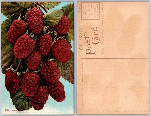 Logan berries postcard - logan,