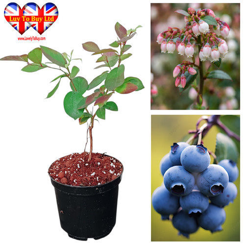 Fruit bush - fruit,
